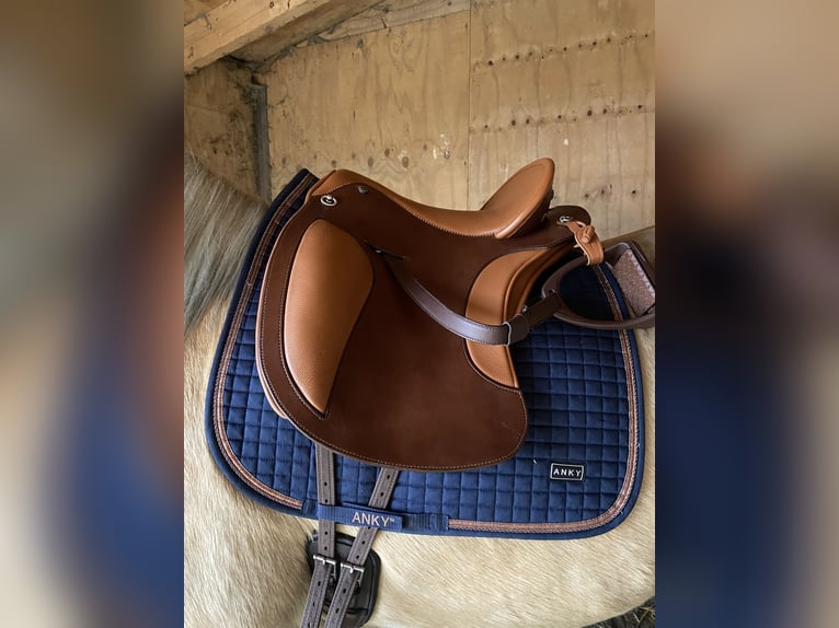 PRE Merrie 6 Jaar 158 cm Palomino in Heinkenszand