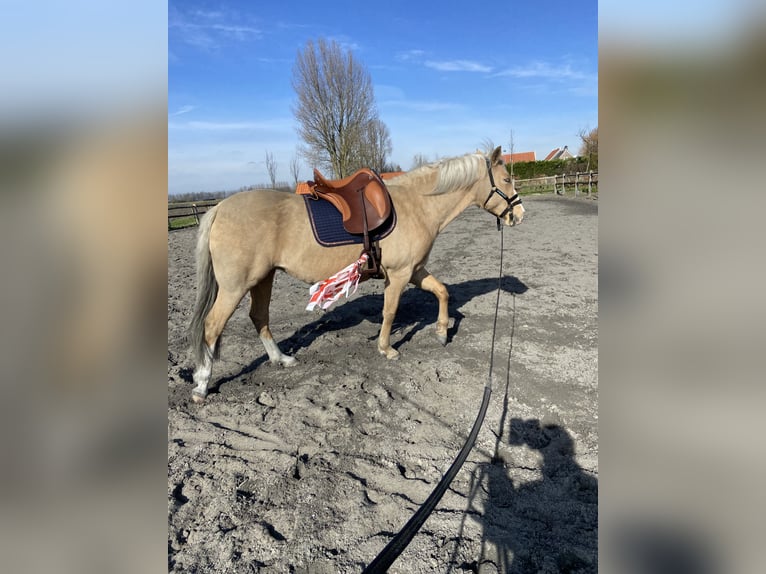 PRE Merrie 6 Jaar 158 cm Palomino in Heinkenszand
