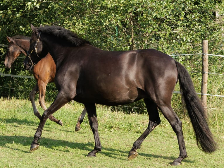 PRE Mix Merrie 6 Jaar 158 cm Zwart in Winkel