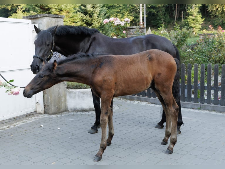 PRE Mix Merrie 6 Jaar 158 cm Zwart in Winkel