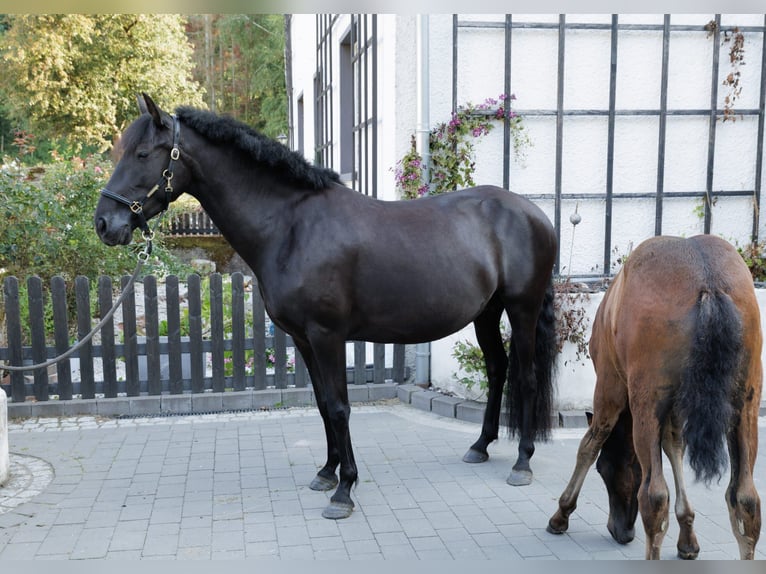 PRE Mix Merrie 6 Jaar 158 cm Zwart in Winkel