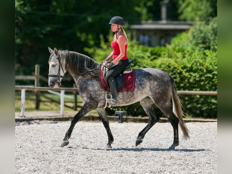 PRE Mix Merrie 6 Jaar 160 cm Appelschimmel in Neustadt (Wied)