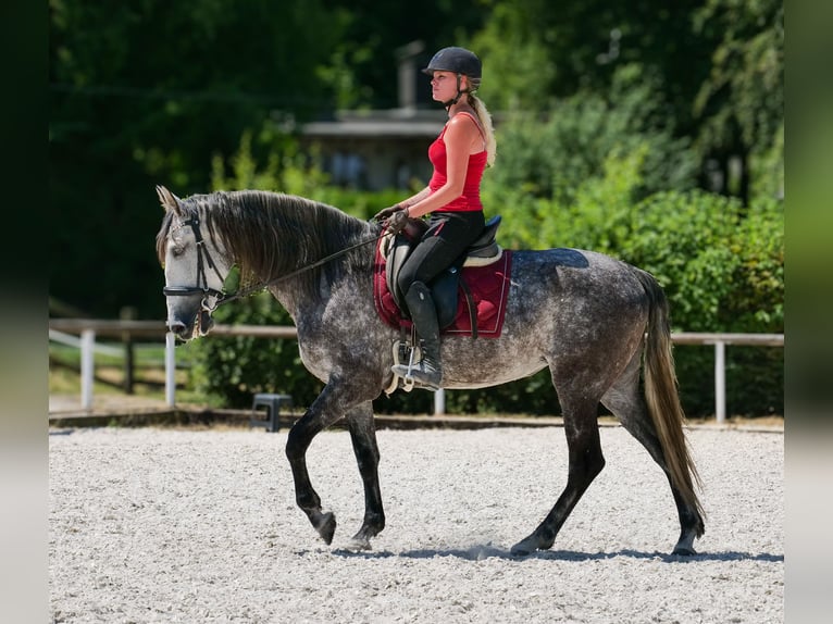 PRE Mix Merrie 6 Jaar 160 cm Appelschimmel in Neustadt (Wied)