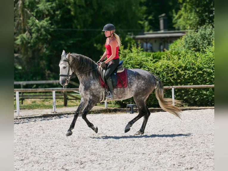 PRE Mix Merrie 6 Jaar 160 cm Appelschimmel in Neustadt (Wied)