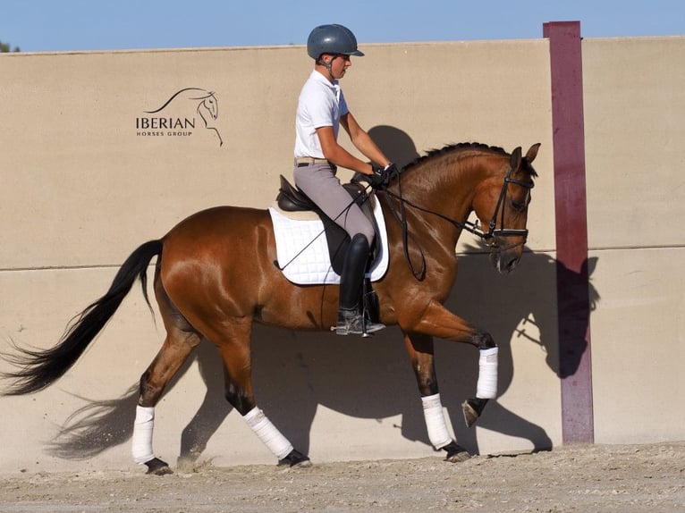 PRE Mix Merrie 6 Jaar 160 cm Bruin in Navas Del Madroño