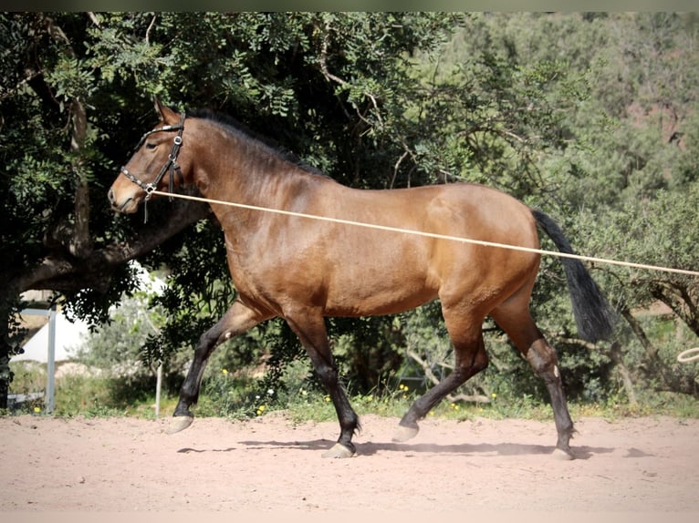 PRE Merrie 6 Jaar 160 cm Bruin in Valencia