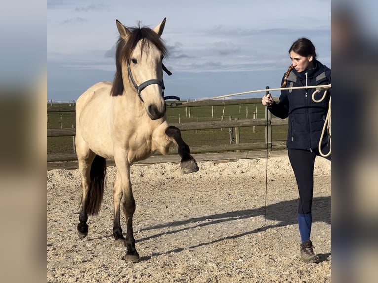 PRE Mix Merrie 6 Jaar 160 cm Falbe in Lorrez-le-Bocage-Préaux