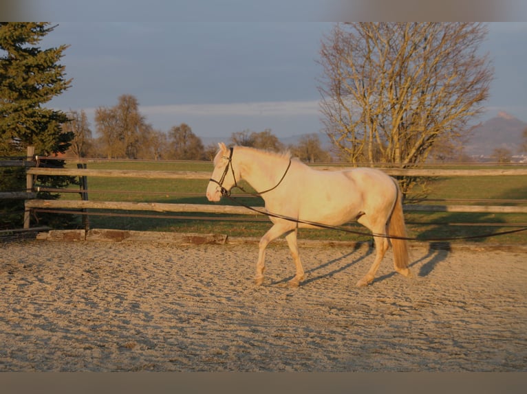 PRE Mix Merrie 6 Jaar 160 cm Perlino in Balingen