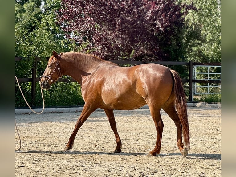 PRE Mix Merrie 6 Jaar 160 cm Vos in Sperenberg