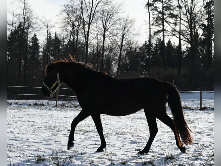 PRE Merrie 6 Jaar 160 cm Zwart in Klettgau