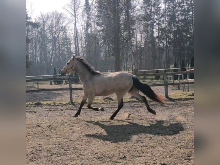 PRE Merrie 6 Jaar 161 cm Falbe in Traventhal