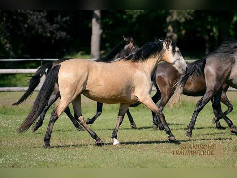 PRE Merrie 6 Jaar 161 cm Falbe in Traventhal