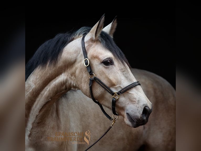 PRE Merrie 6 Jaar 161 cm Falbe in Traventhal