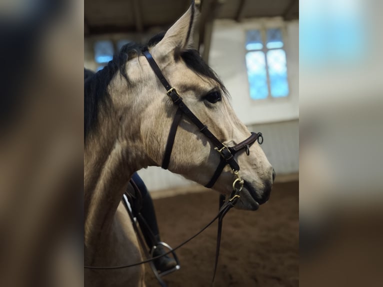 PRE Merrie 6 Jaar 161 cm Falbe in Traventhal