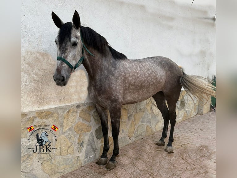 PRE Mix Merrie 6 Jaar 161 cm Schimmel in Tabernas Almeria