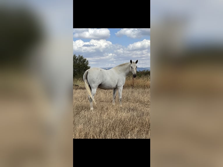 PRE Merrie 6 Jaar 161 cm Schimmel in El Robledo