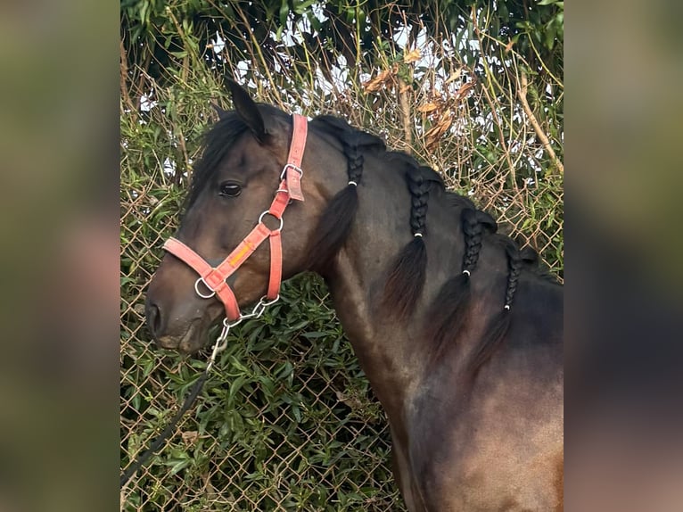 PRE Mix Merrie 6 Jaar 162 cm Bruin in Vejer de la Frontera