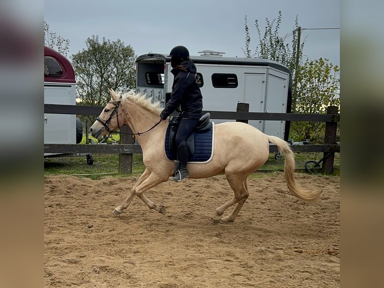 PRE Mix Merrie 6 Jaar 162 cm Palomino in Daleiden