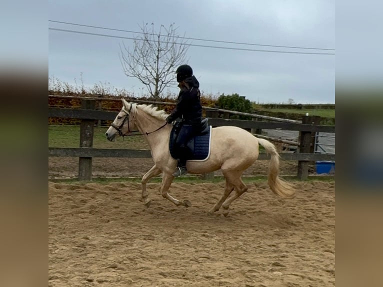 PRE Mix Merrie 6 Jaar 162 cm Palomino in Daleiden