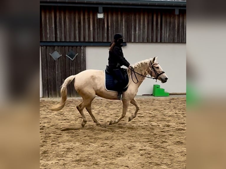 PRE Mix Merrie 6 Jaar 162 cm Palomino in Daleiden