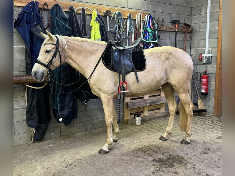 PRE Mix Merrie 6 Jaar 162 cm Palomino in Daleiden