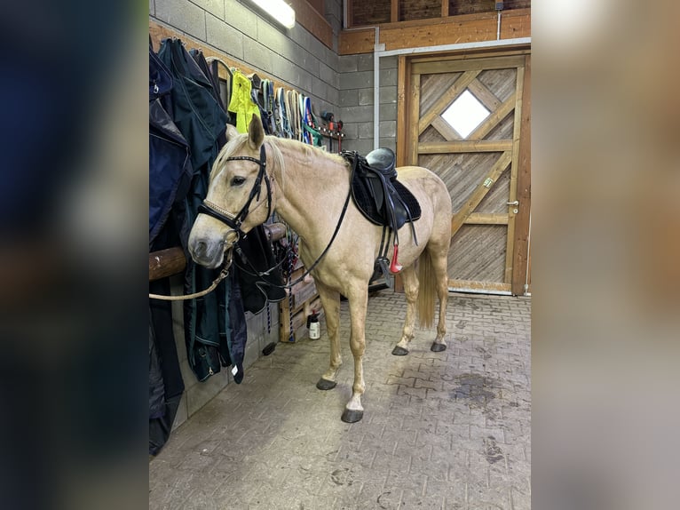 PRE Mix Merrie 6 Jaar 162 cm Palomino in Daleiden