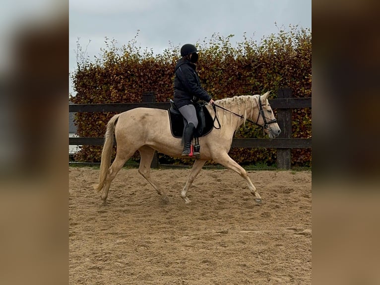 PRE Mix Merrie 6 Jaar 162 cm Palomino in Daleiden