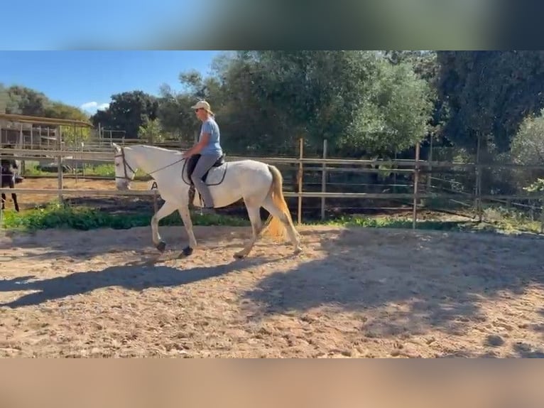 PRE Mix Merrie 6 Jaar 162 cm Schimmel in Felanitx