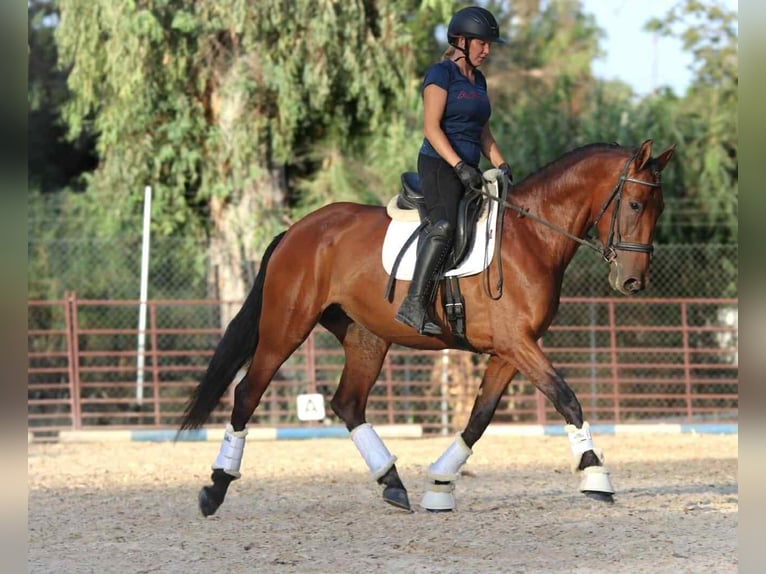 PRE Mix Merrie 6 Jaar 163 cm Bruin in Uetze