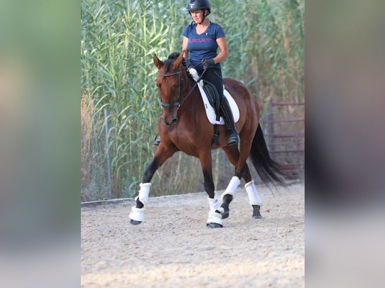 PRE Mix Merrie 6 Jaar 163 cm Bruin in Uetze
