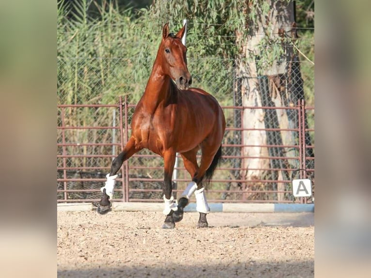 PRE Mix Merrie 6 Jaar 163 cm Bruin in Uetze