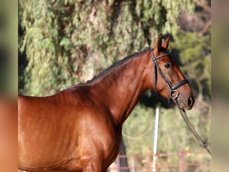 PRE Mix Merrie 6 Jaar 163 cm Bruin in Uetze
