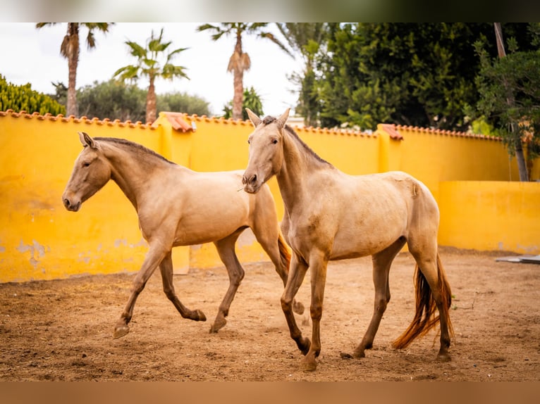 PRE Mix Merrie 6 Jaar 163 cm in Valencia