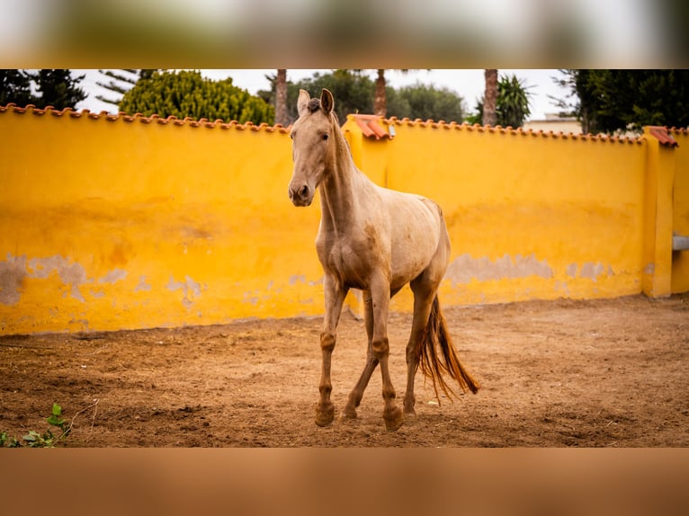 PRE Mix Merrie 6 Jaar 163 cm in Valencia