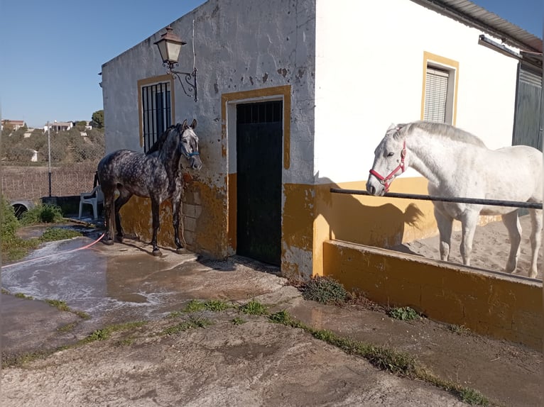 PRE Merrie 6 Jaar 165 cm Appelschimmel in Aguilar De La Frontera