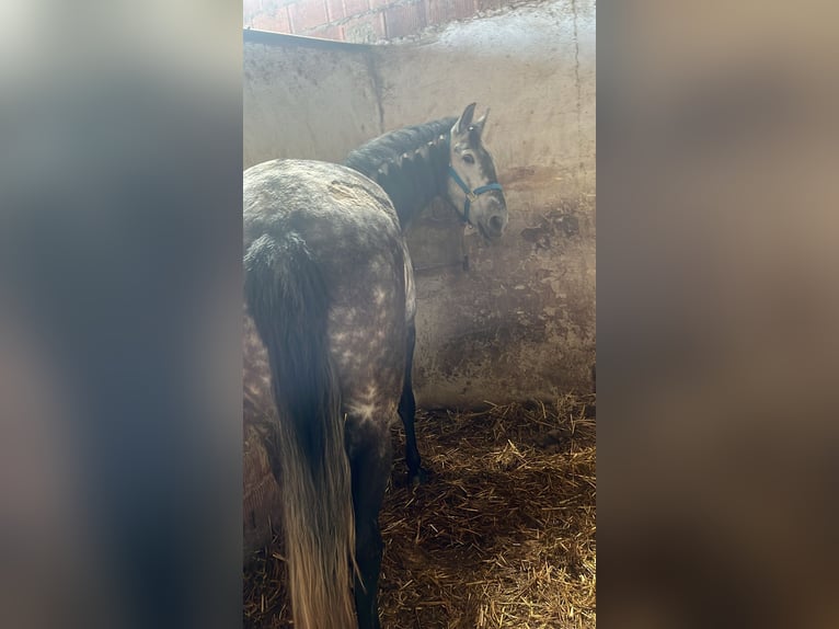 PRE Merrie 6 Jaar 165 cm Appelschimmel in Aguilar De La Frontera