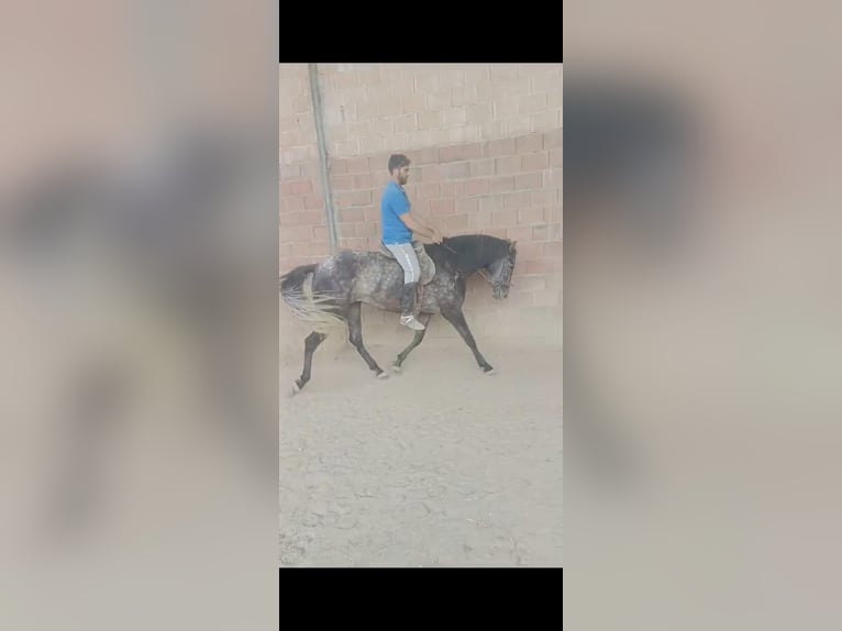 PRE Merrie 6 Jaar 165 cm Appelschimmel in Aguilar De La Frontera