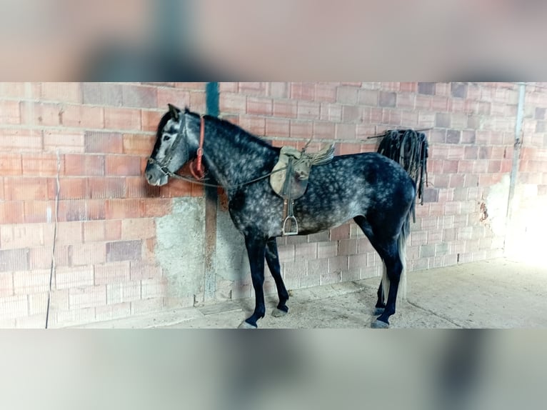 PRE Merrie 6 Jaar 165 cm Appelschimmel in Aguilar De La Frontera