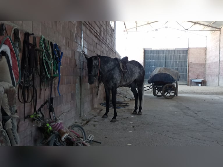 PRE Merrie 6 Jaar 165 cm Appelschimmel in Aguilar De La Frontera