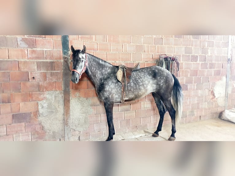 PRE Merrie 6 Jaar 165 cm Appelschimmel in Aguilar De La Frontera