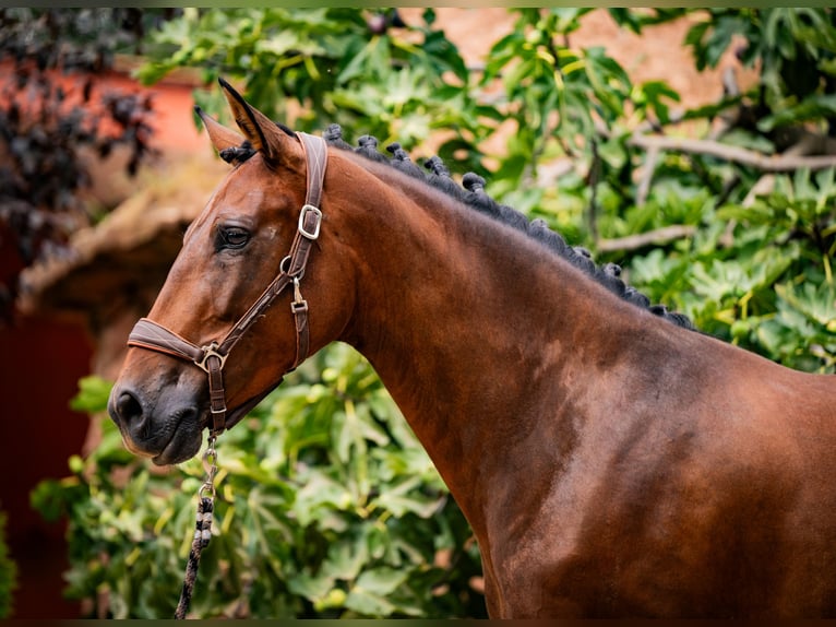 PRE Mix Merrie 6 Jaar 165 cm Bruin in Madrid