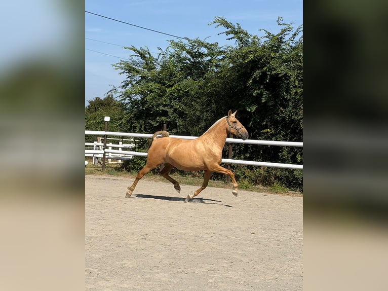 PRE Mix Merrie 6 Jaar 165 cm Palomino in Maisonnais