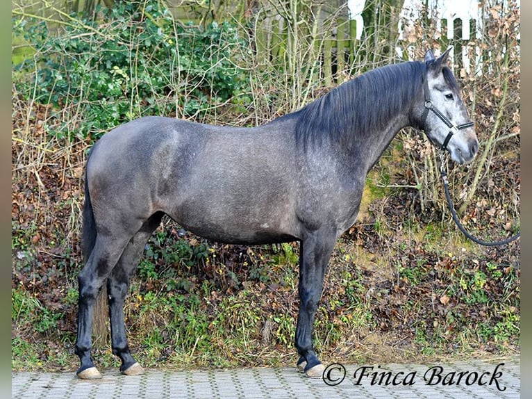 PRE Mix Merrie 6 Jaar 165 cm Schimmel in Wiebelsheim