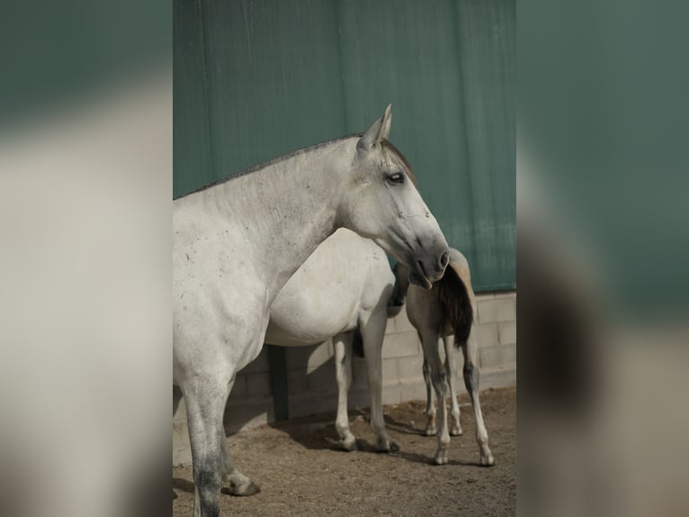PRE Mix Merrie 6 Jaar 165 cm Schimmel in Fuendetodos