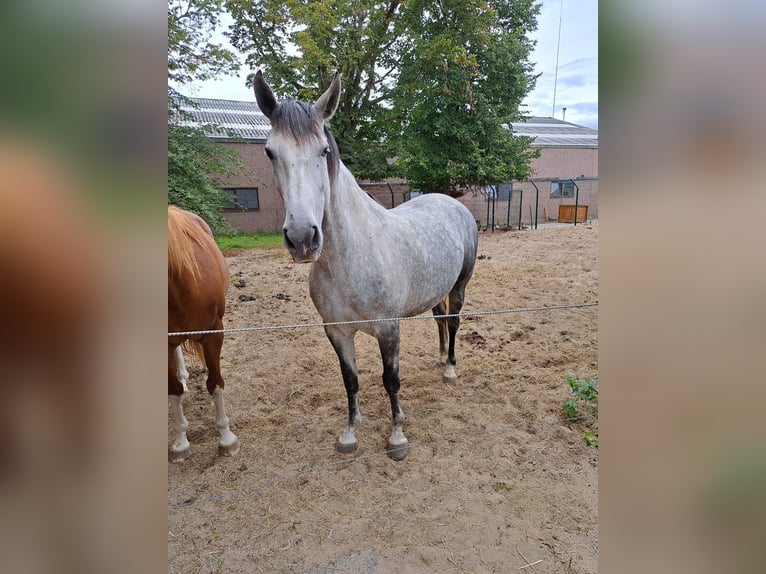 PRE Mix Merrie 6 Jaar 165 cm Schimmel in Arc-Wattripont