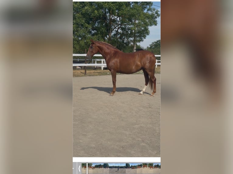 PRE Mix Merrie 6 Jaar 165 cm Vos in Maisonnais