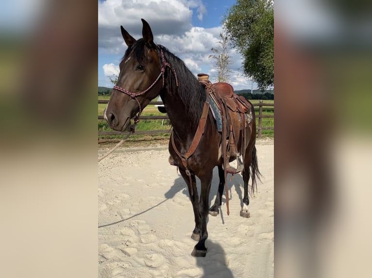 PRE Merrie 6 Jaar 165 cm Zwartbruin in Rüdersdorf bei Berlin