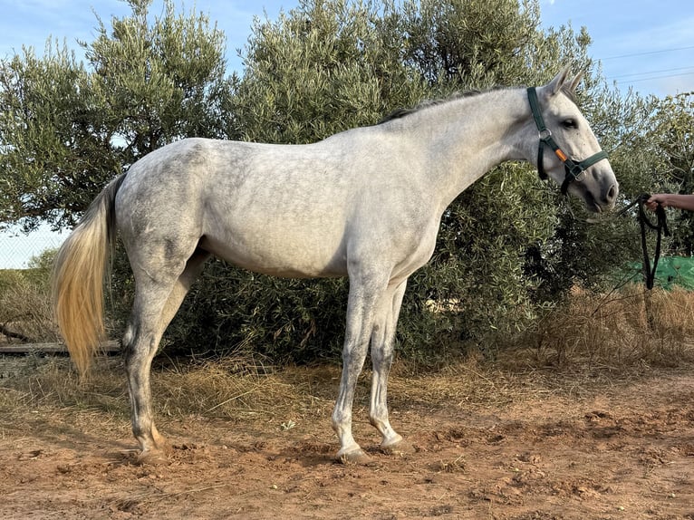 PRE Mix Merrie 6 Jaar 166 cm Schimmel in Sevilla