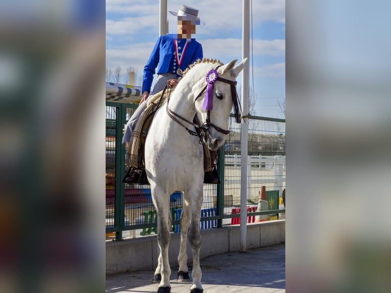 PRE Merrie 6 Jaar 166 cm Schimmel in Mojados