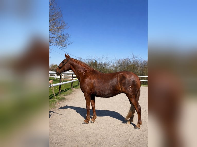 PRE Mix Merrie 6 Jaar 166 cm Vos in Maisonnais